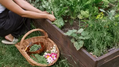 Close-up of person crouching next to garden bed with basket of vegetables.