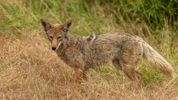 Western coyote looking at camera in grassy field.