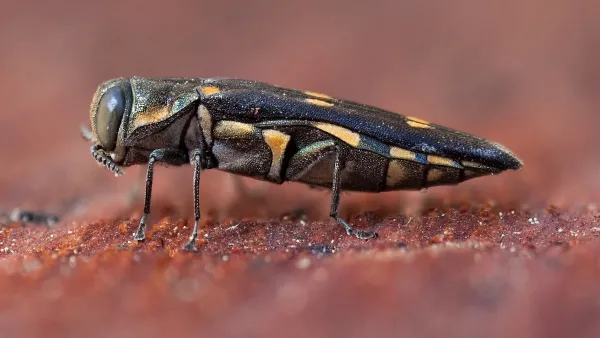 Close-up of black and yellow oak borer beetle.