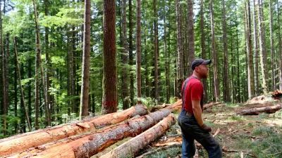 Timber Production