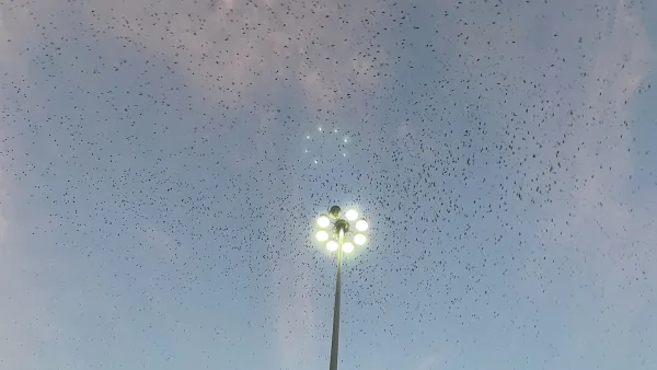Large flock of purple martin birds at dusk flying above a light pole.