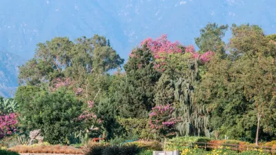 Silk Floss Tree