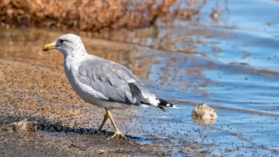 A California Gull walks along the shore, searching for food while surrounded by a swarm of bugs.