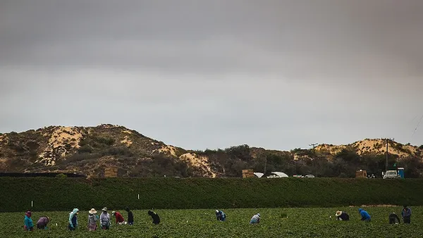 Farm workers in long sleeves and hats working in a green field in Nipomo, California with small hills in background.