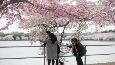 Cherry Blossoms