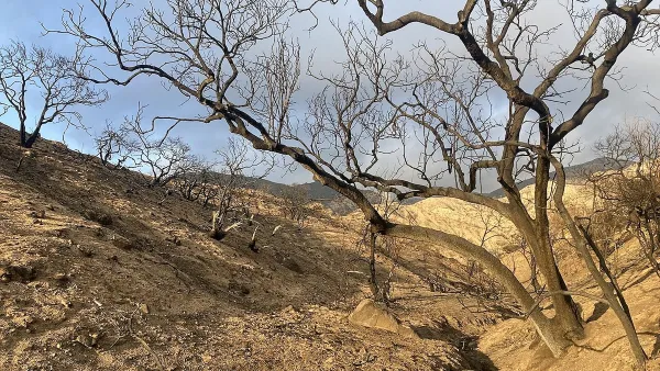 Charred trees on hillside in Altadena, California after Eaton Fire.