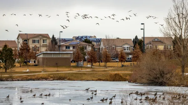 Geese flock to a frozen pond in Aurora, Colorado. There are houses in the background.