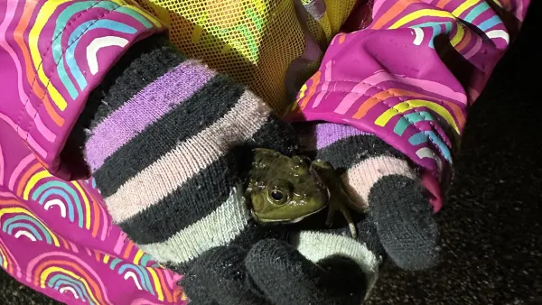 Close-up of child's hands wearing black and white striped gloves holding a green frog.