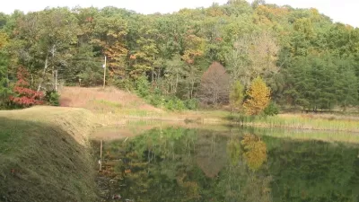 Thick green forest on edge of lake in Louisville, Kentucky.