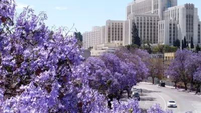 Purple jacaranda trees in bloom in Los Angeles with tall white Art Deco buildings in background.