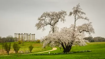 A scene from the National Arboretum in Washington, D.C. on a cloudy day, with a blossoming tree and a recreation of ruins in the background.