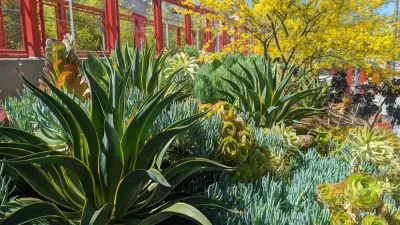 Agave plants and succulents and Ord and Yale Street Park, Los Angeles