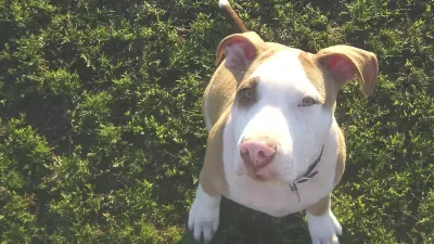 Pit bull puppy sitting on grass looking up at the camera