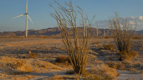 Ocotillo plants in a Southern California desert landscape with white wind turbine in background.