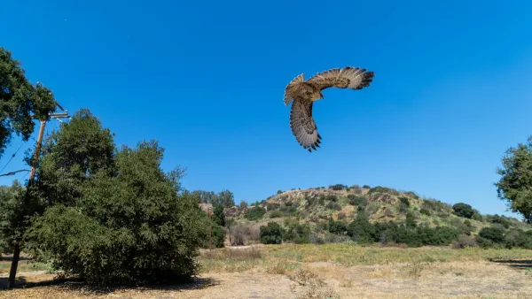 Red tailed hawk in flight with scrubland hills and trees in background in San Dimas Canyon Natural Area and Nature Center, California.