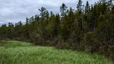 A line of trees next to open grass land at the Ridges Sanctuary in Wisconsin.