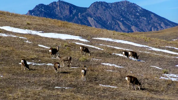 Deer grazing on hillside with few snow patches at Rocky Flats National Wildlife Refuge in Colorado.