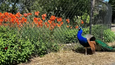 A peacock stands next to a chain-link fence lined by green bushes with olrange flowers in Allen Park, Salt Lake City, Utah.