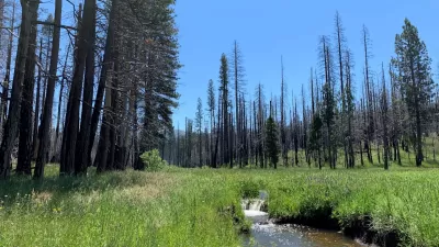 Green meadow with water running through and trees on either side in Yosemite National Park.