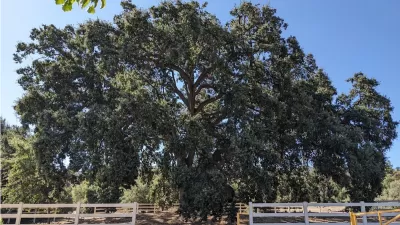 Large 400-year old oak tree in Stevenson Ranch, California.
