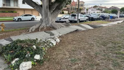 Broken, uneven sidewalk being damaged by large tree roots in Los Angeles, California.