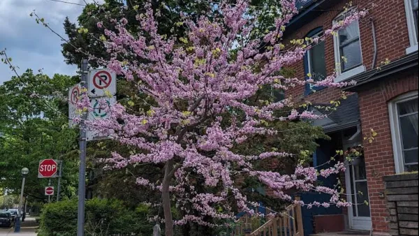 Small tree in bloom with pink flowers in front of home in Toronto, Canada.