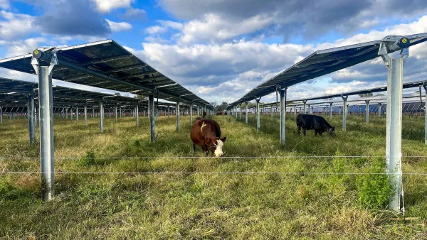 A brown cow and a black cow graze under solar panels.