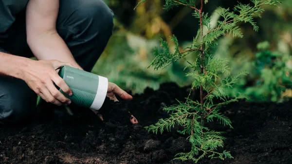 A person pours soil next to a tree sapling.