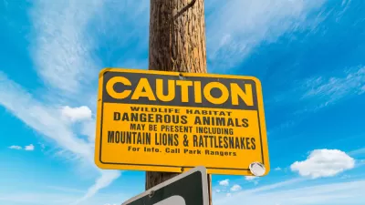 Rattlesnakes