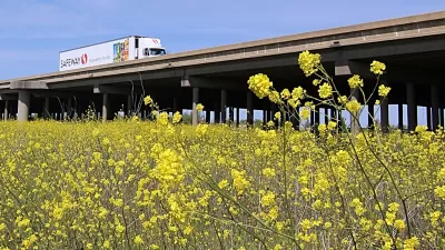 Field of yellow mustard in flower with Yolo Causeway elevated highway in background with truck passing by.