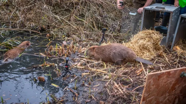 A beaver being released from a metal carrier into a wetland with another beaver nearby.