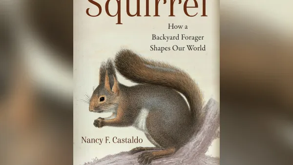 Illustration of squirrel on a book cover.