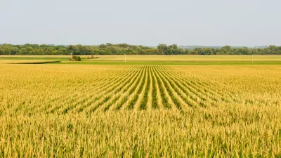 corn field in polk county iowa