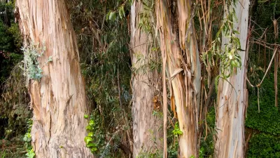 Eucalyptus Tree