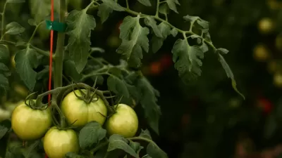 Hydroponic Farming