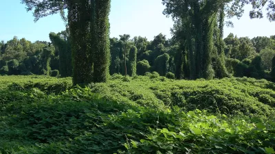 Kudzu vines growing abundantly in a field