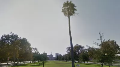LA Oldest Palm Tree