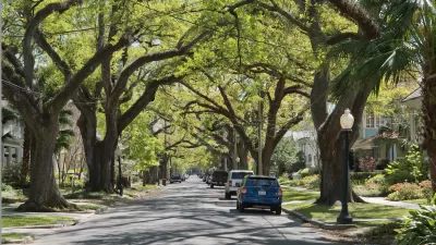 A New Orleans streetscape lined with mature Southern Live Oak trees.