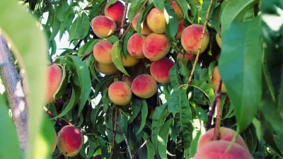Peach Tree