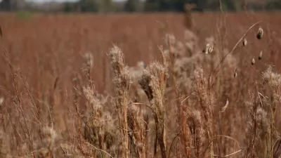 Tallgrass Prairie