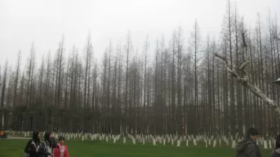 China Reforestation