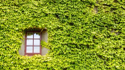 Ivy Covered Green Building