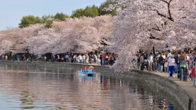 Crowds of tourists at the Washington, D.C. Cherry Blossom Festival walking along a lake lined with blooming cherry trees