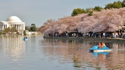 Cherry Blossom Washington, D.C.