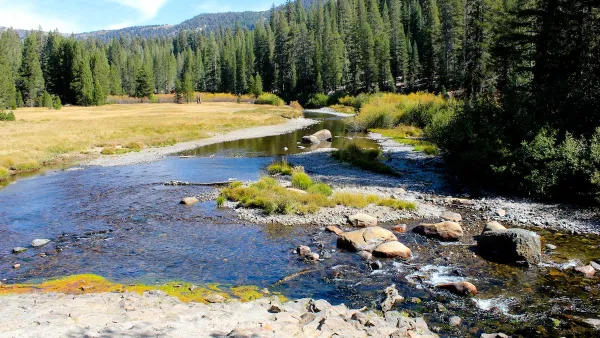 A river surrounded by yellow grass and tall evergreen trees.