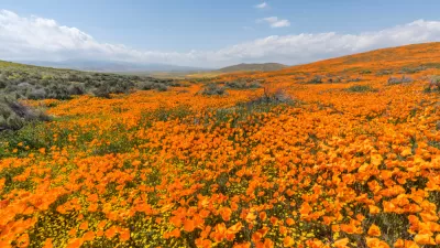 View of field of blooming orange poppies in Antelope Valley, California
