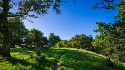 Hiking trail through green, forested area