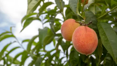 Fruit Trees