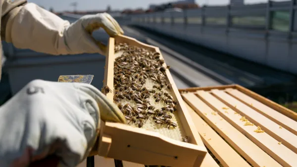 Close-up on beekeeper with white gloves holding pan of bees.