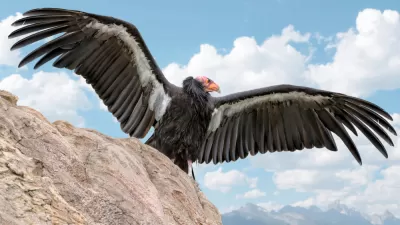 California condor spreading its wings, sitting on a rock